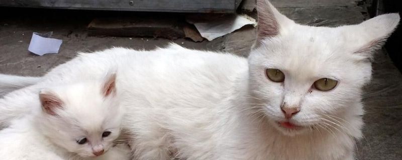 猫流了分泌物后多久生
