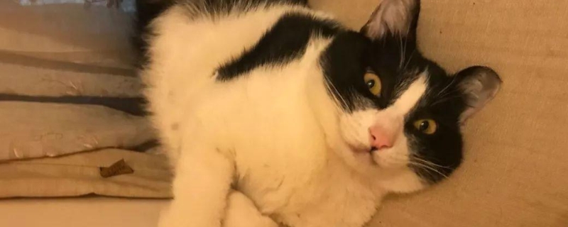 猫咪发烧什么症状
