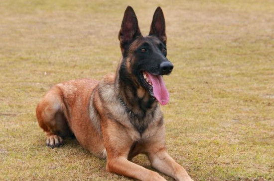 零下十度马犬能冻死吗
