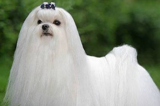 马尔济斯犬怎么养