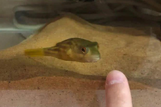 斑马狗头不加温会死吗