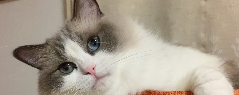 猫咪养熟了的几种表现