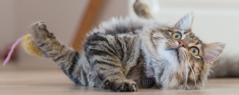 猫一抽一抽的怎么回事