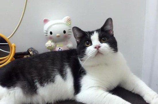 奶牛猫的性格特点