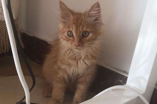 猫多大可以驱虫