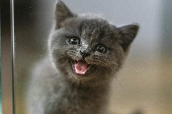 猫咪打完疫苗多久可以洗澡