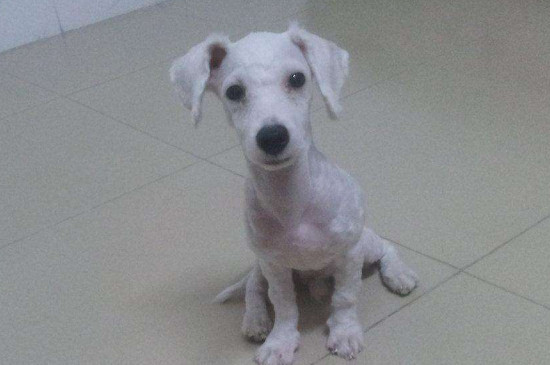 狗狗剃毛有什么危害吗