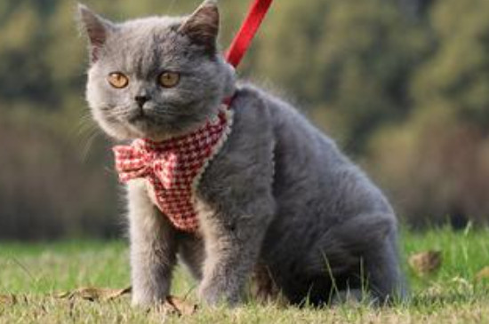 英国短毛猫怎么看是不是纯种