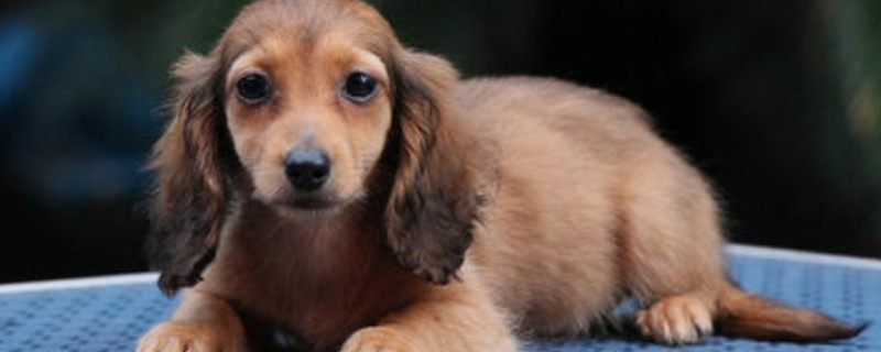 英国可卡犬怎么不叫
