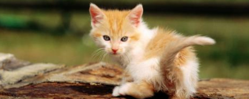猫放生了自己能活吗