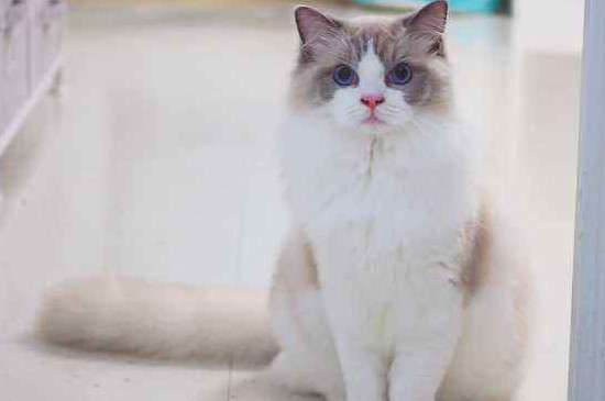 小猫咪呕吐是怎么回事