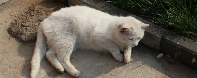 为什么不能给野猫喂食