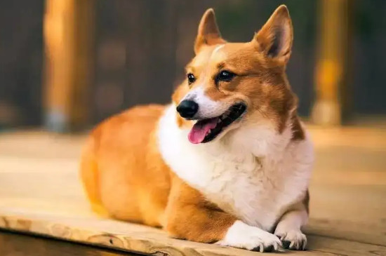 幼犬拉黄稀糊状正常吗