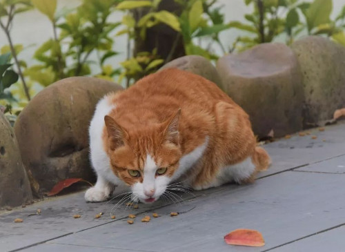 猫咪一抽一抽的为什么