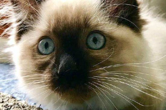 猫胡须可以剪吗