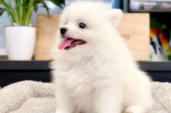 博美犬能吃巧克力吗