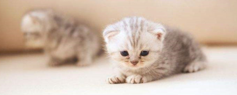 小奶猫对人哈气怎么处理