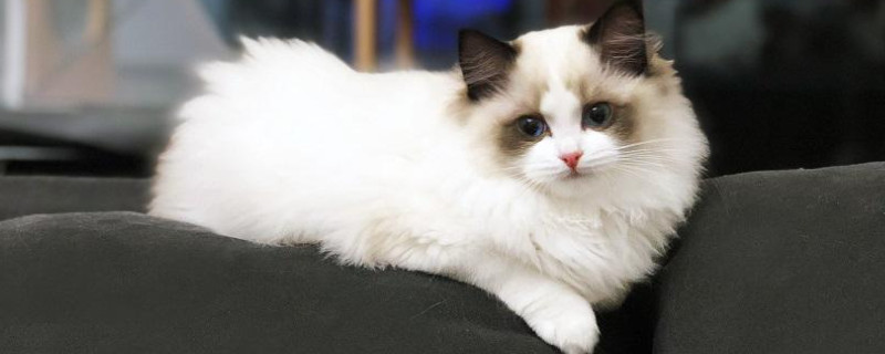 布偶猫怎么养才能胖
