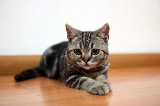 虎斑猫为什么不让人抱