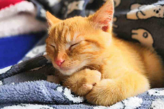 小猫几个月开始不咬人