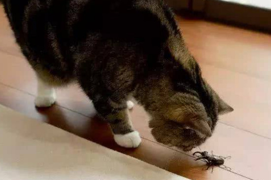 猫吃虫子要不要紧