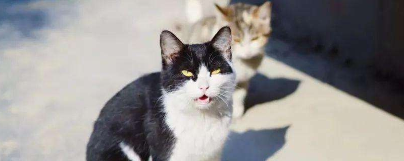 猫为什么会缩小