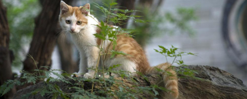 家猫和野猫的外表区别