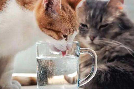 猫咪能喝自来水烧的凉开水吗