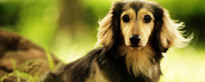 萨路基猎犬怎么训练