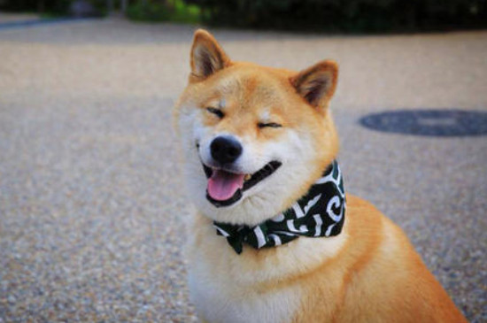 柴犬能吃螃蟹肉吗