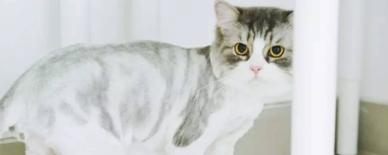 猫咪吃冻干的好处和坏处