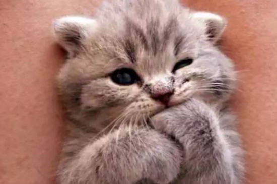 小奶猫认主人的表现