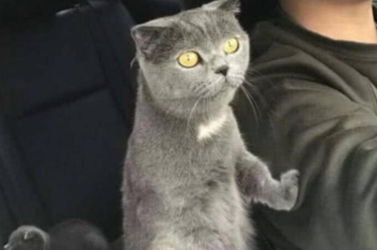 猫会晕车吗 什么症状