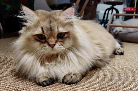 5个月的猫牙齿掉了怎么办