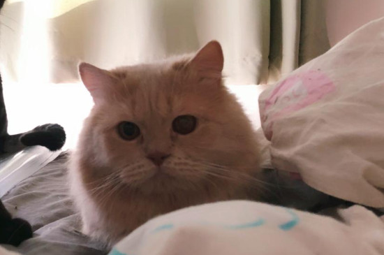 猫咪舔到粘鼠板的胶会死吗