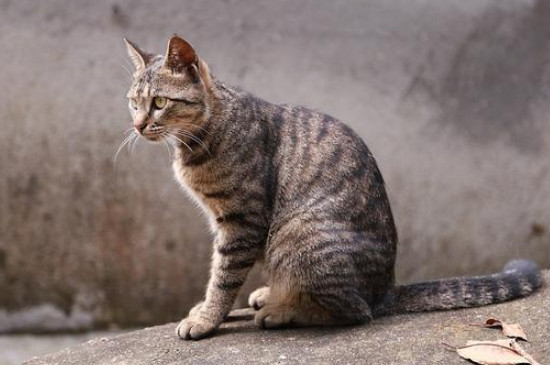 猫咪吃完就吐是什么原因