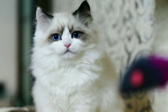 布偶猫忌讳最喜欢让人摸它哪
