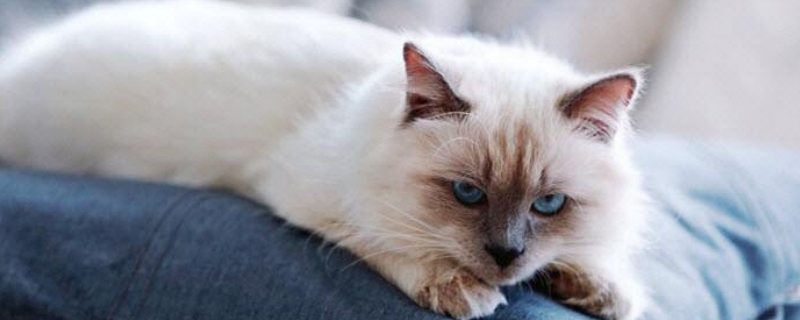 小猫能不能喝纯牛奶
