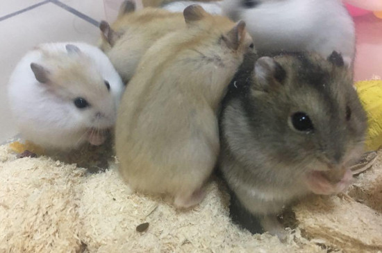 一窝的小仓鼠可以住一起吗