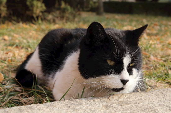 猫洗澡发抖会死吗