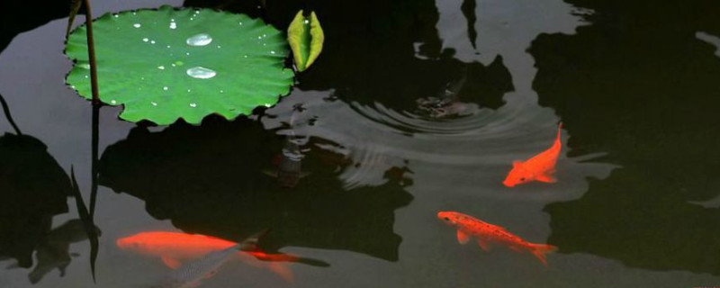 水芙蓉在鱼缸养危害