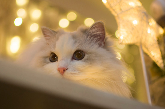 猫会吃蟑螂吗