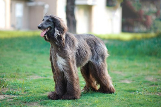 阿富汗猎犬怎么训
