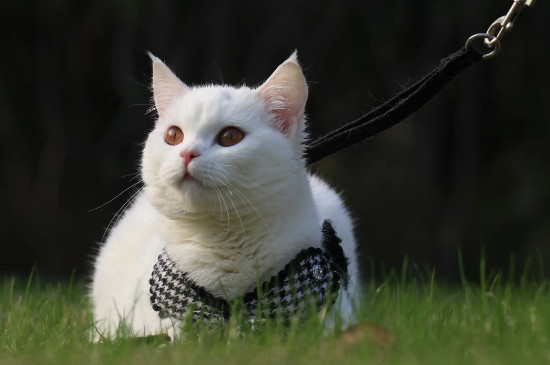 猫咪叫声沙哑怎么回事