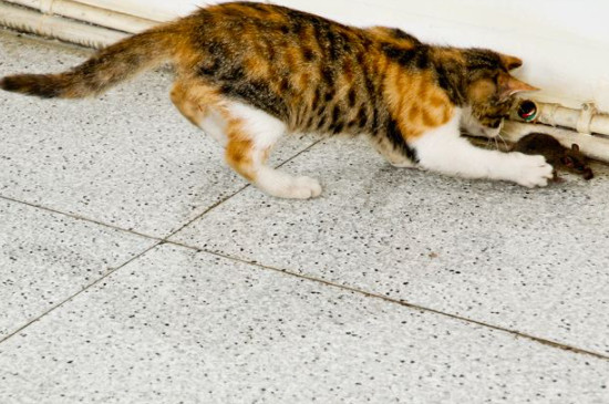一养猫老鼠就走了吗