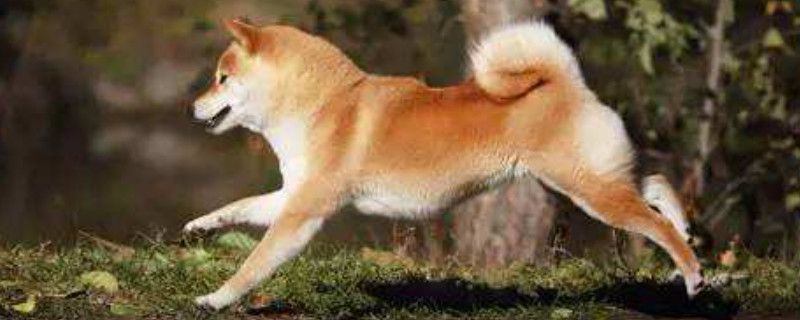 柴犬能吃葡萄吗