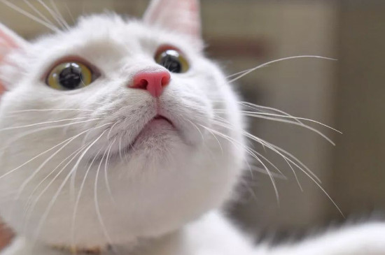 小猫长胡子是为了什么