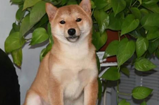 秋田犬怎么看年龄