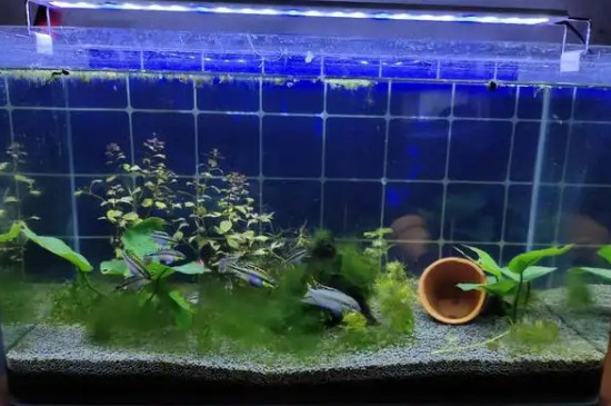 新缸养水几天可以放鱼