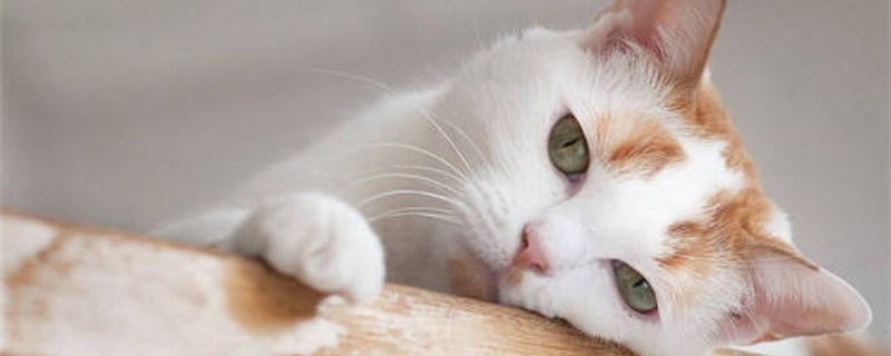 猫尿不出来怎么催尿